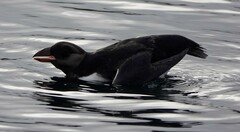 Fratercula corniculata