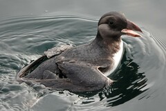 Fratercula corniculata