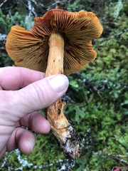 Aureonarius limonius