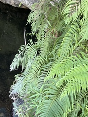 Pelazoneuron puberulum