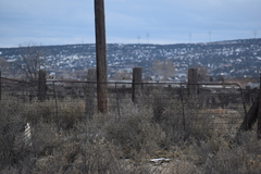 Zonotrichia leucophrys