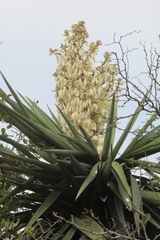 Yucca treculiana
