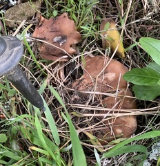 Clitocybe brunneocephala