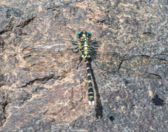 Hemigomphus heteroclytus