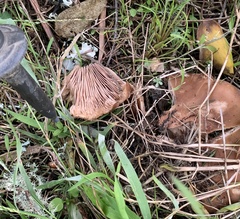 Clitocybe brunneocephala