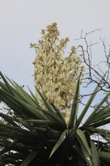 Yucca treculiana