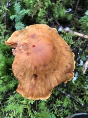 Aureonarius limonius