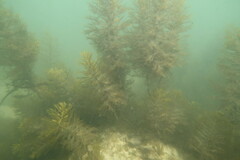 Caulocystis cephalornithos