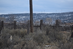 Zonotrichia leucophrys