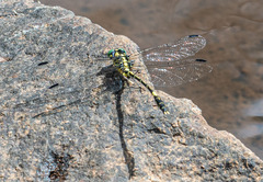 Austrogomphus amphiclitus