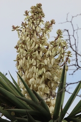 Yucca treculiana