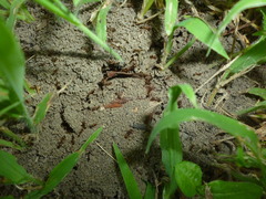 Solenopsis saevissima