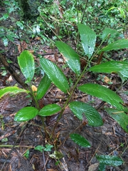 Renealmia floribunda