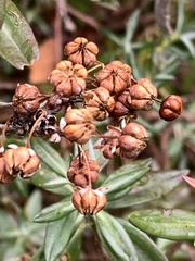 Kalmia microphylla