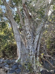 Ficus petiolaris palmeri