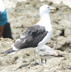 Larus dominicanus