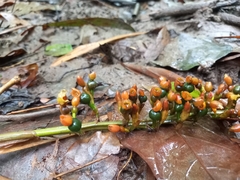 Renealmia floribunda