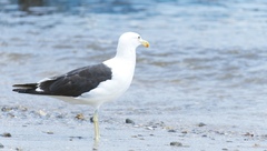 Larus dominicanus