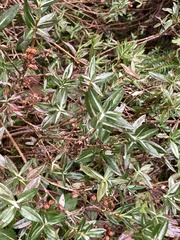 Kalmia microphylla