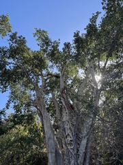 Ficus petiolaris palmeri