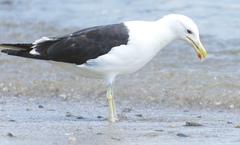 Larus dominicanus