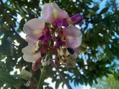 Lonchocarpus guatemalensis