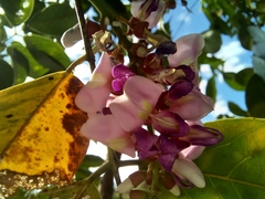 Lonchocarpus guatemalensis