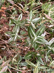 Kalmia microphylla