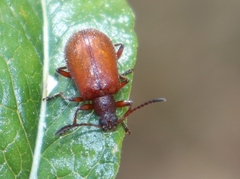 Ecnolagria rufescens