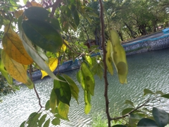 Lonchocarpus guatemalensis