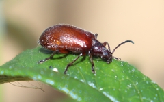 Ecnolagria rufescens