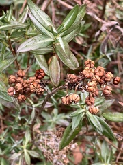 Kalmia microphylla