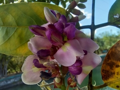 Lonchocarpus guatemalensis