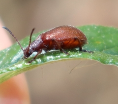 Ecnolagria rufescens