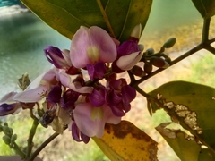 Lonchocarpus guatemalensis