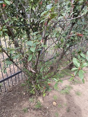 Lagerstroemia indica