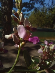 Lonchocarpus guatemalensis