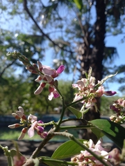 Lonchocarpus guatemalensis
