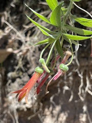 Lobelia laxiflora