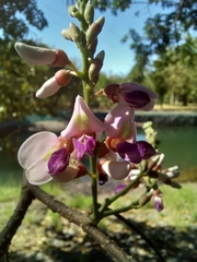 Lonchocarpus guatemalensis