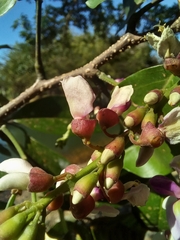 Lonchocarpus guatemalensis