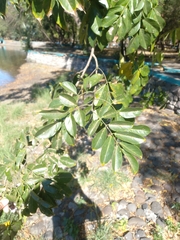 Lonchocarpus guatemalensis