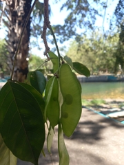 Lonchocarpus guatemalensis
