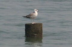 Larus fuscus heuglini