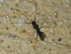 Platythyrea punctata