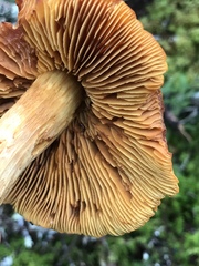 Aureonarius limonius