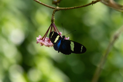 Heliconius sara