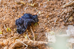 Helias phalaenoides