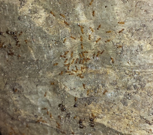 Common American Thief Ant
