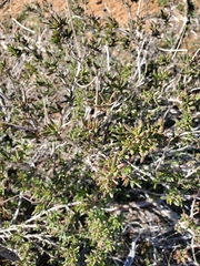 Cercocarpus intricatus